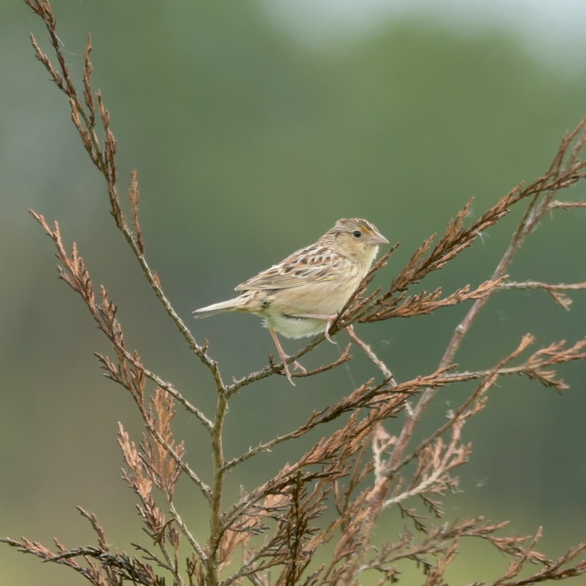 Grasshopper Sparrow - ML619828445