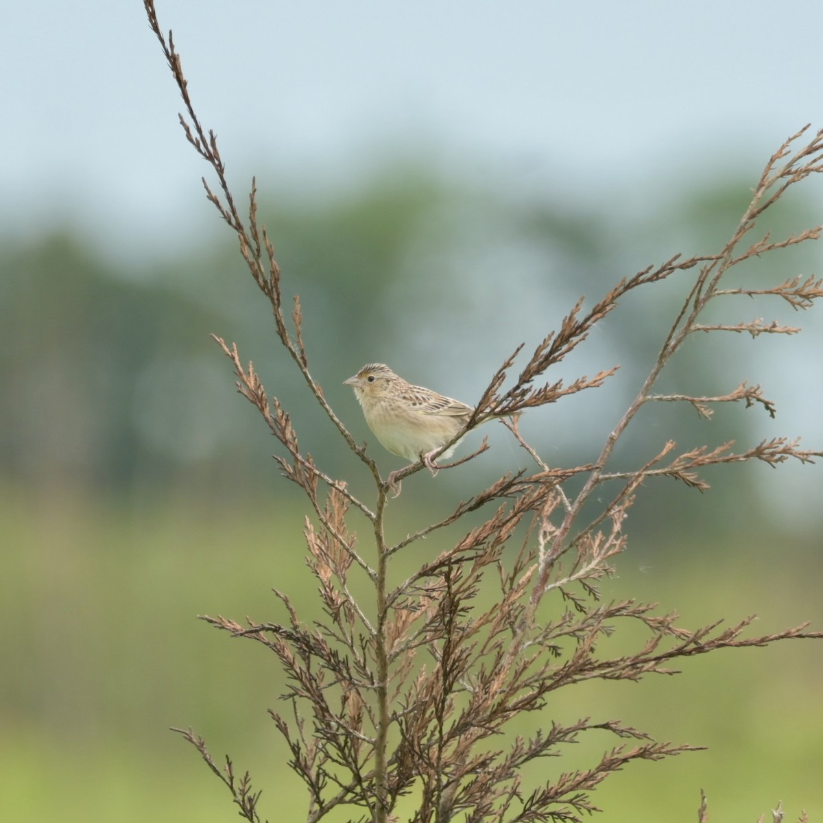 Grasshopper Sparrow - ML619828451