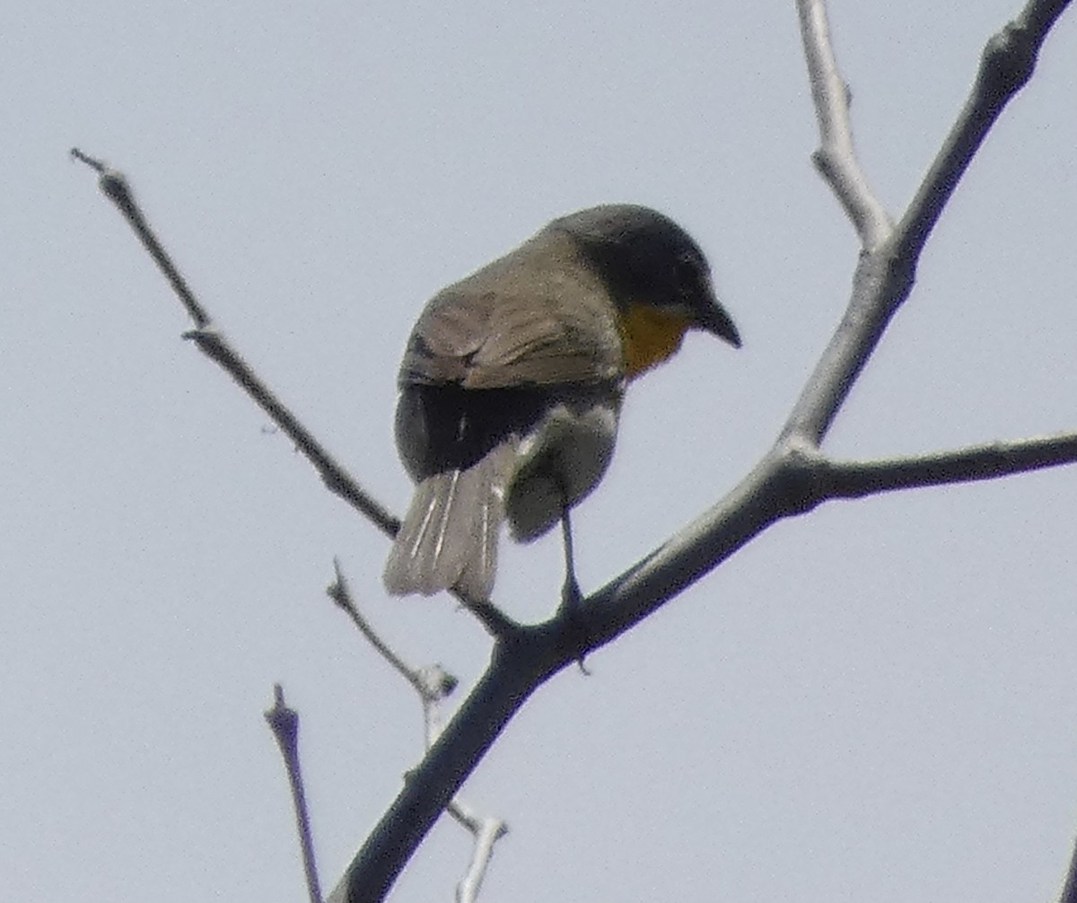 Yellow-breasted Chat - ML619828455