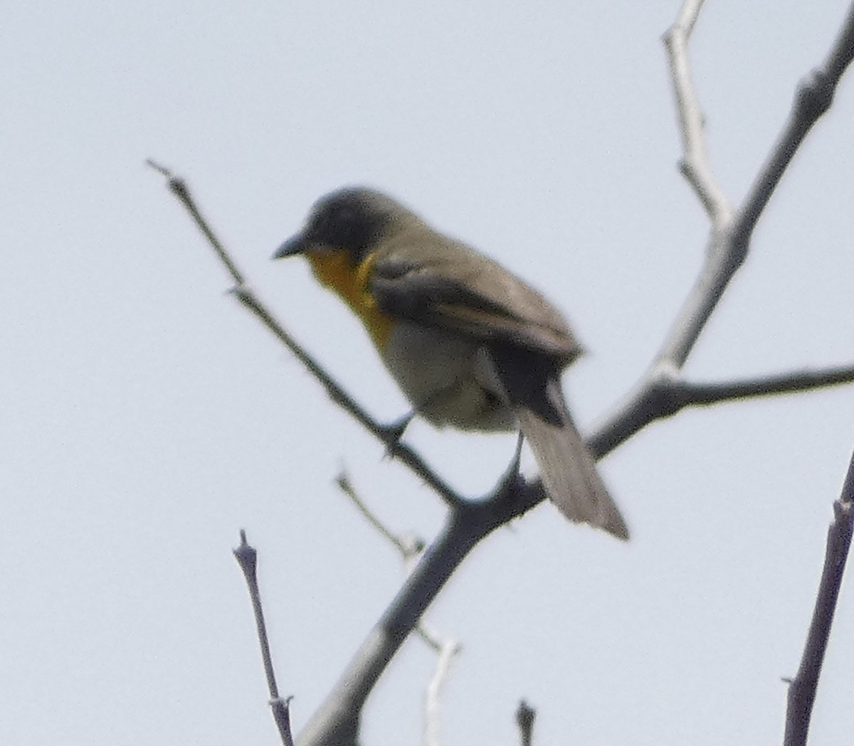 Yellow-breasted Chat - ML619828456