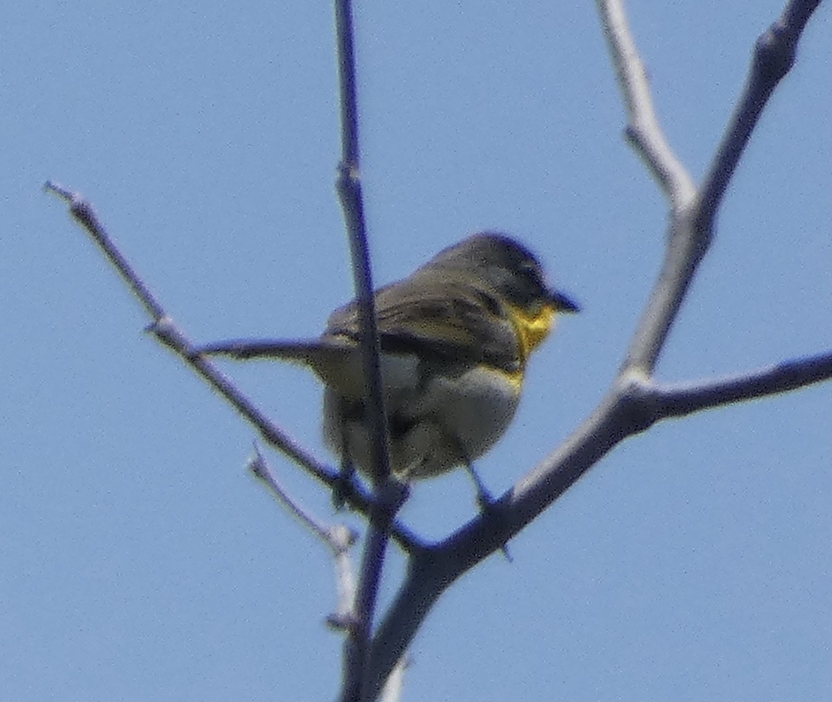 Yellow-breasted Chat - ML619828457