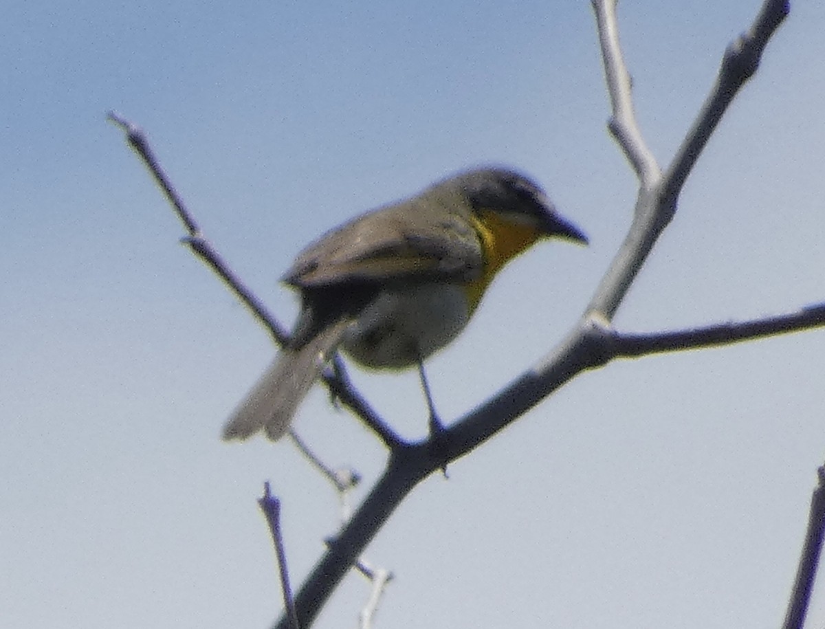 Yellow-breasted Chat - ML619828458