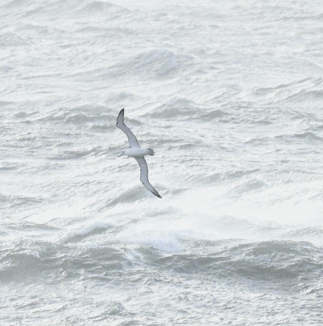 White-capped Albatross (cauta) - ML619828460