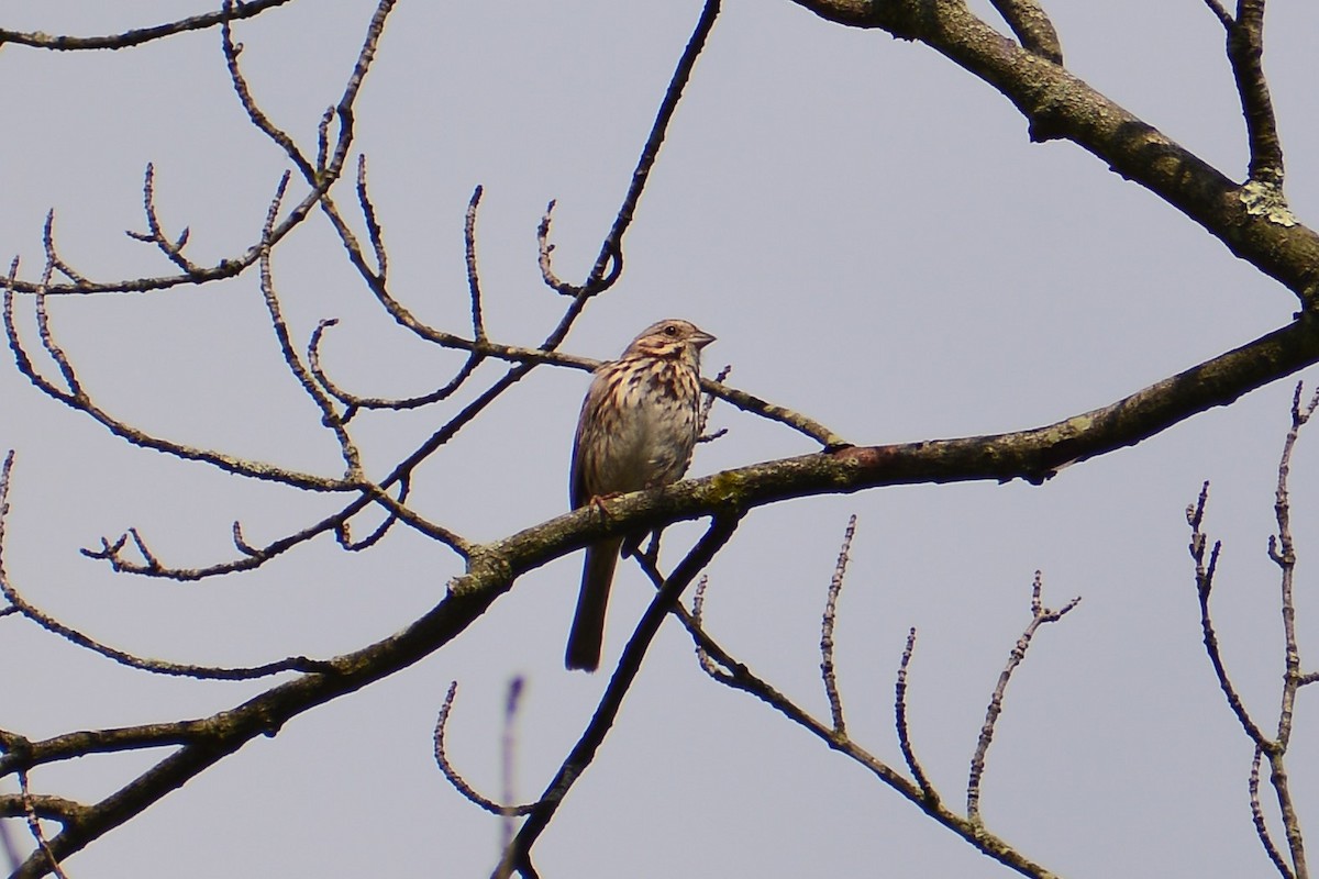 Song Sparrow - ML619828461