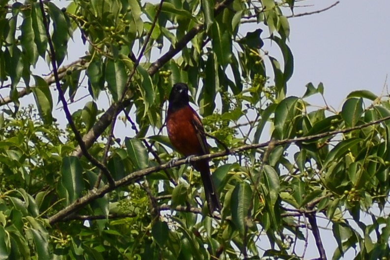 Orchard Oriole - ML619828462