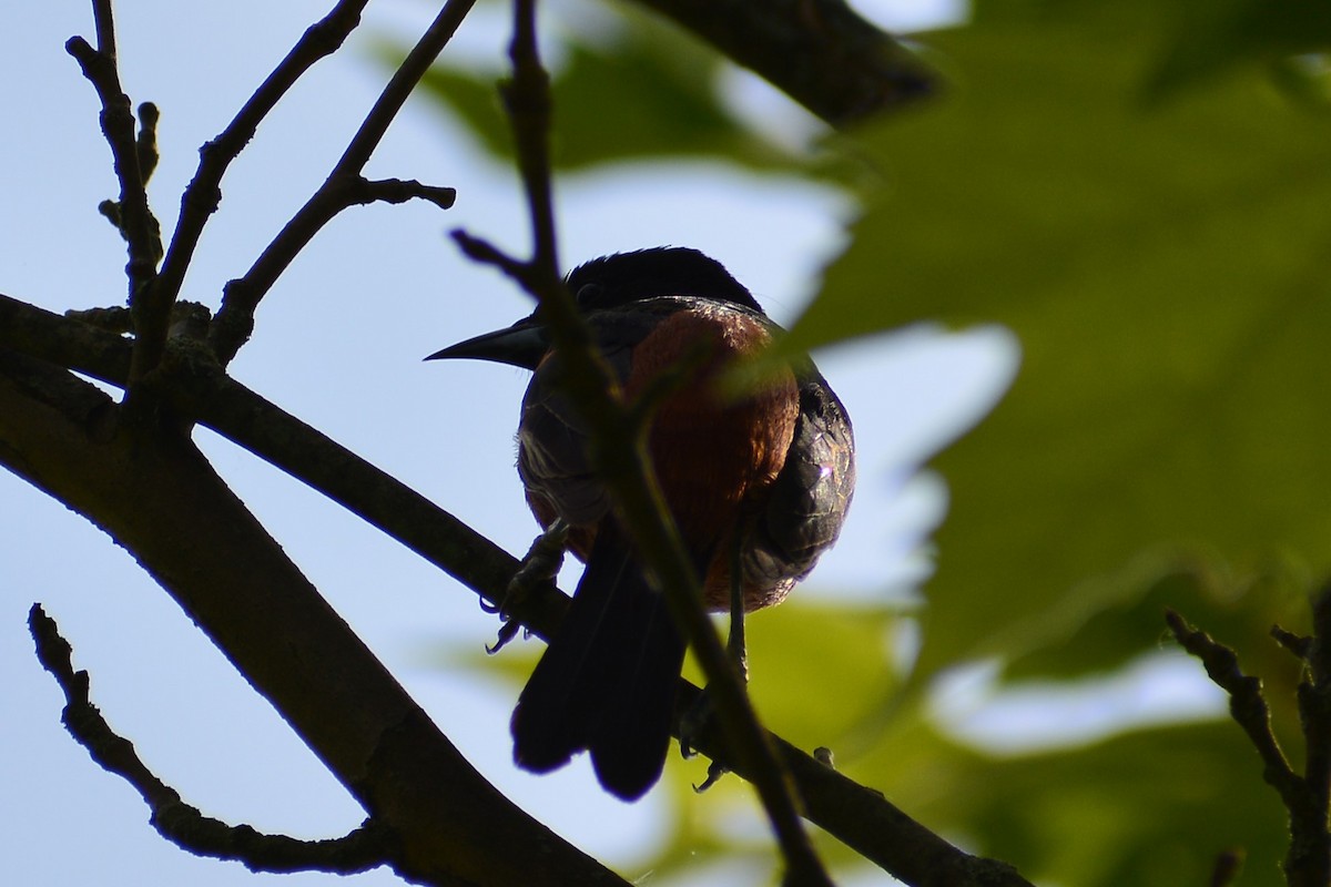 Orchard Oriole - ML619828463