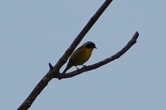 Common Yellowthroat - ML619828467