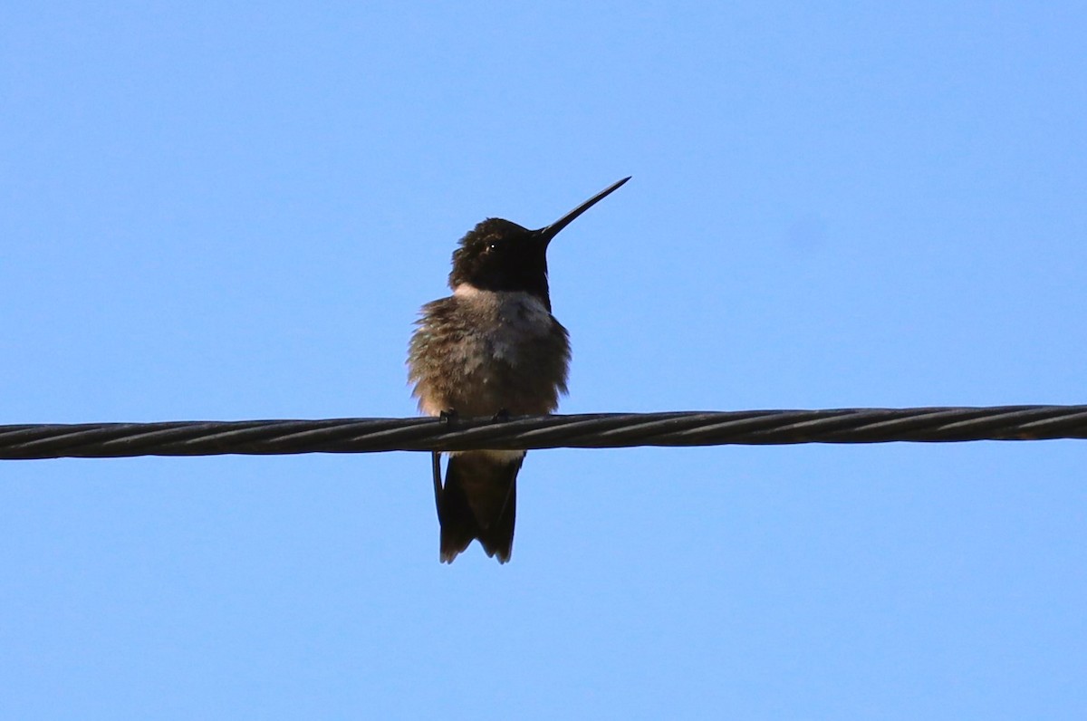 Black-chinned Hummingbird - ML619828471