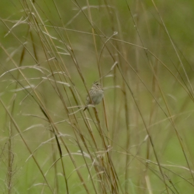 Henslow's Sparrow - ML619828475