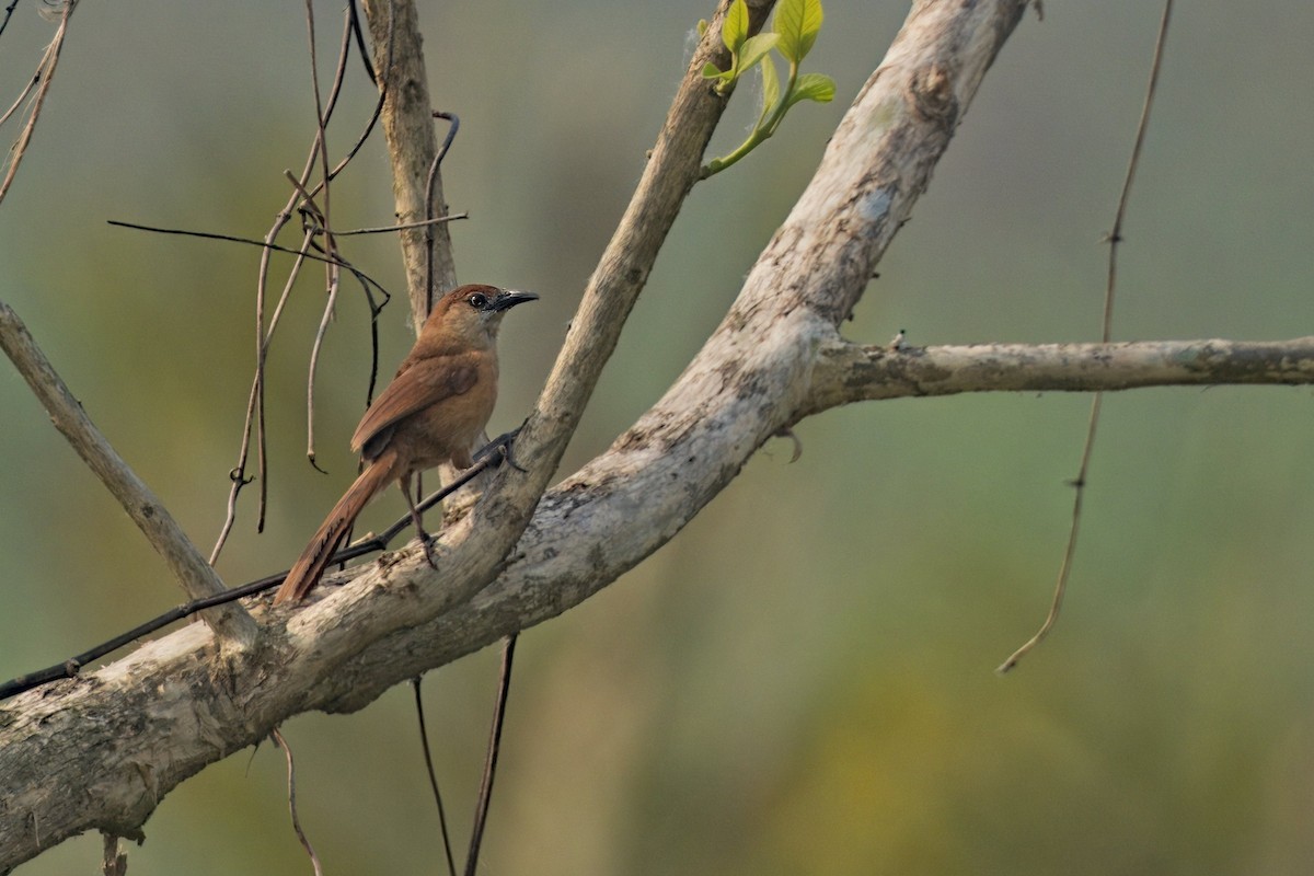 Slender-billed Babbler - ML619828479