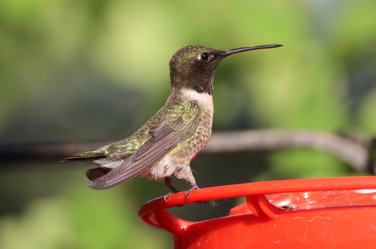 Black-chinned Hummingbird - ML619828483
