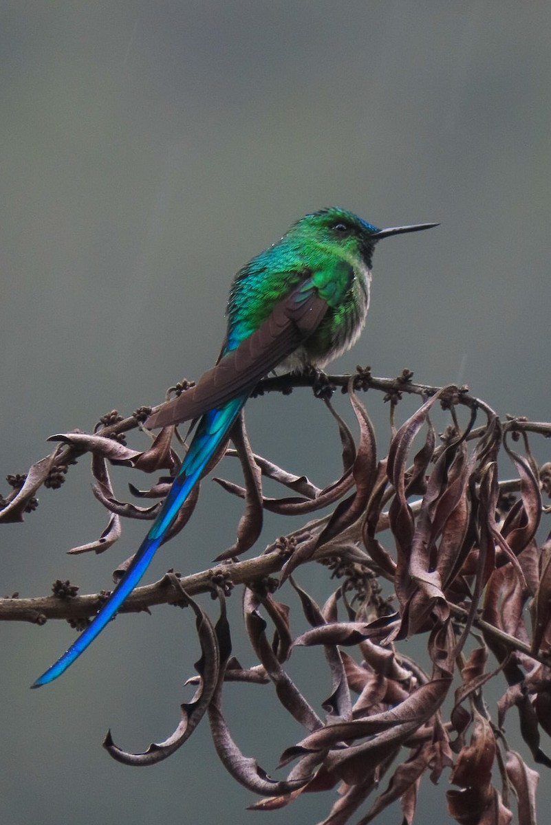 Long-tailed Sylph - ML619828495