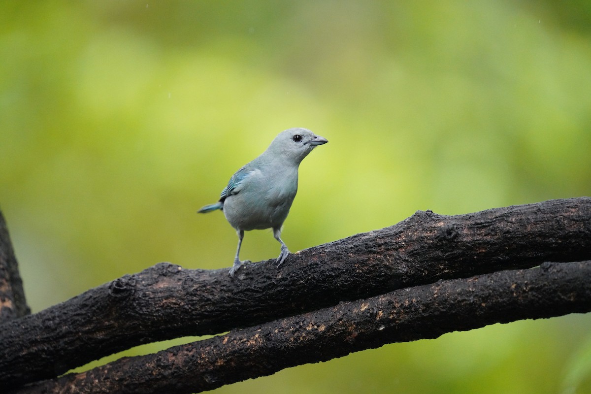 Blue-gray Tanager - ML619828501