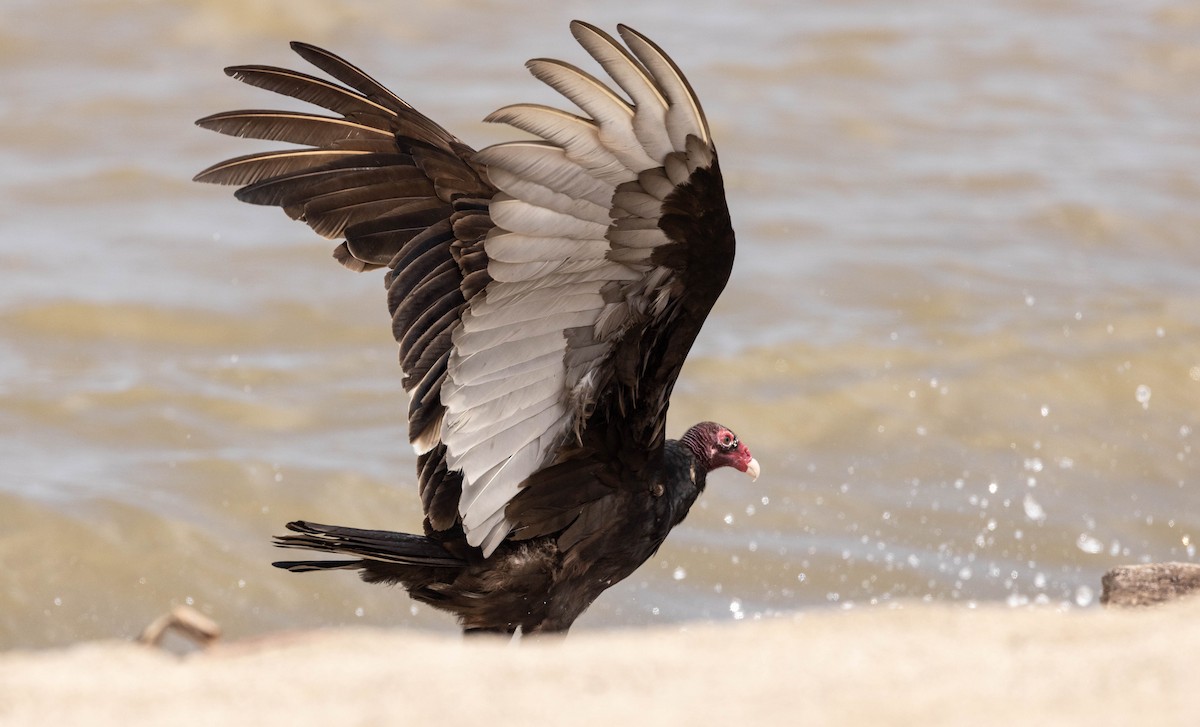 Turkey Vulture - ML619828502