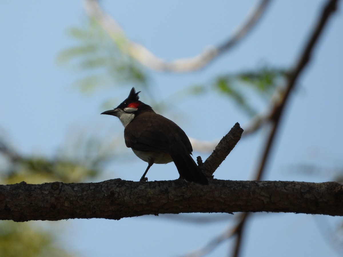 Red-whiskered Bulbul - ML619828505