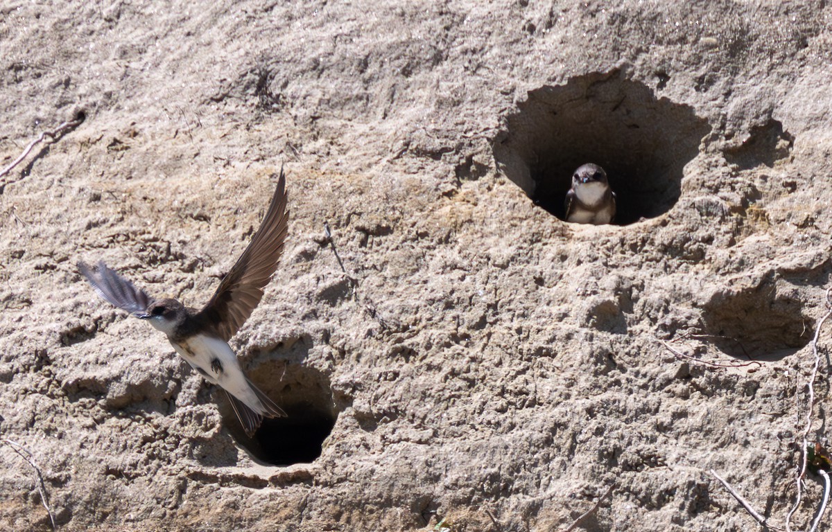 Bank Swallow - ML619828513