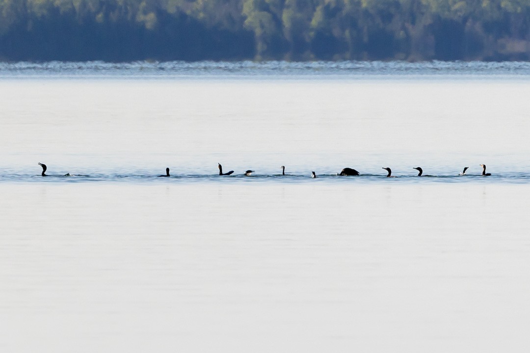 Double-crested Cormorant - ML619828526