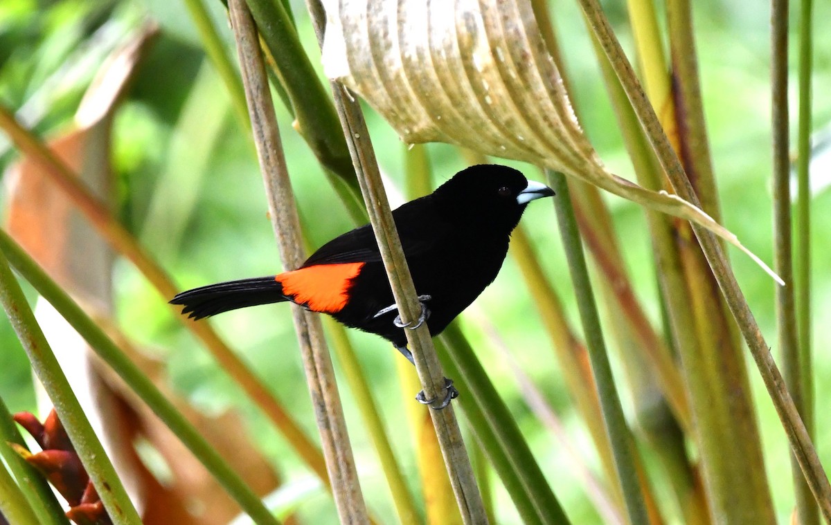 Scarlet-rumped Tanager (Cherrie's) - ML619828527