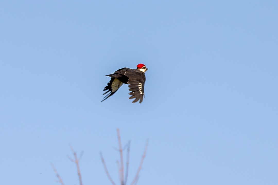 Pileated Woodpecker - ML619828534