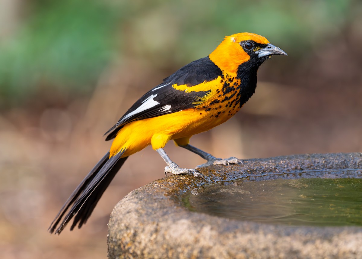 Spot-breasted Oriole - ML619828535