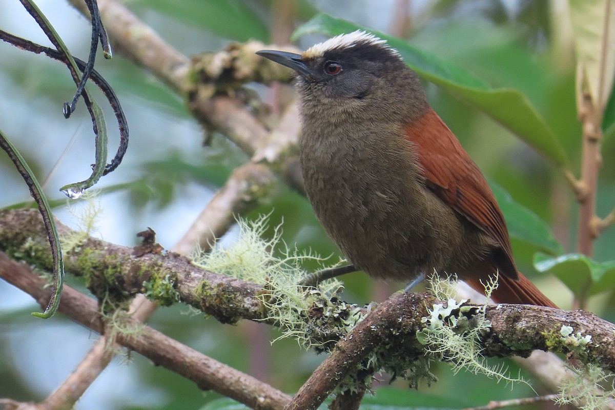 Light-crowned Spinetail - ML619828539
