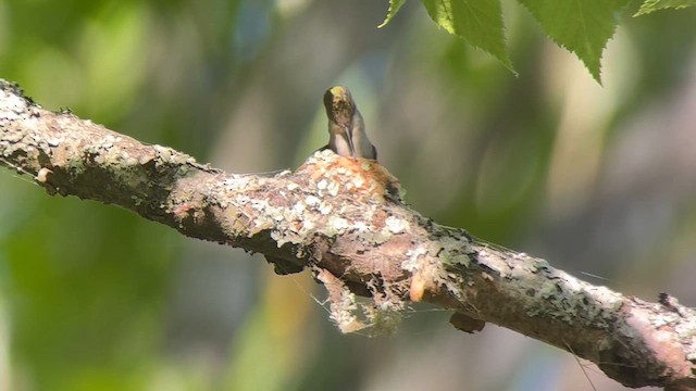 Colibri à gorge rubis - ML619828540