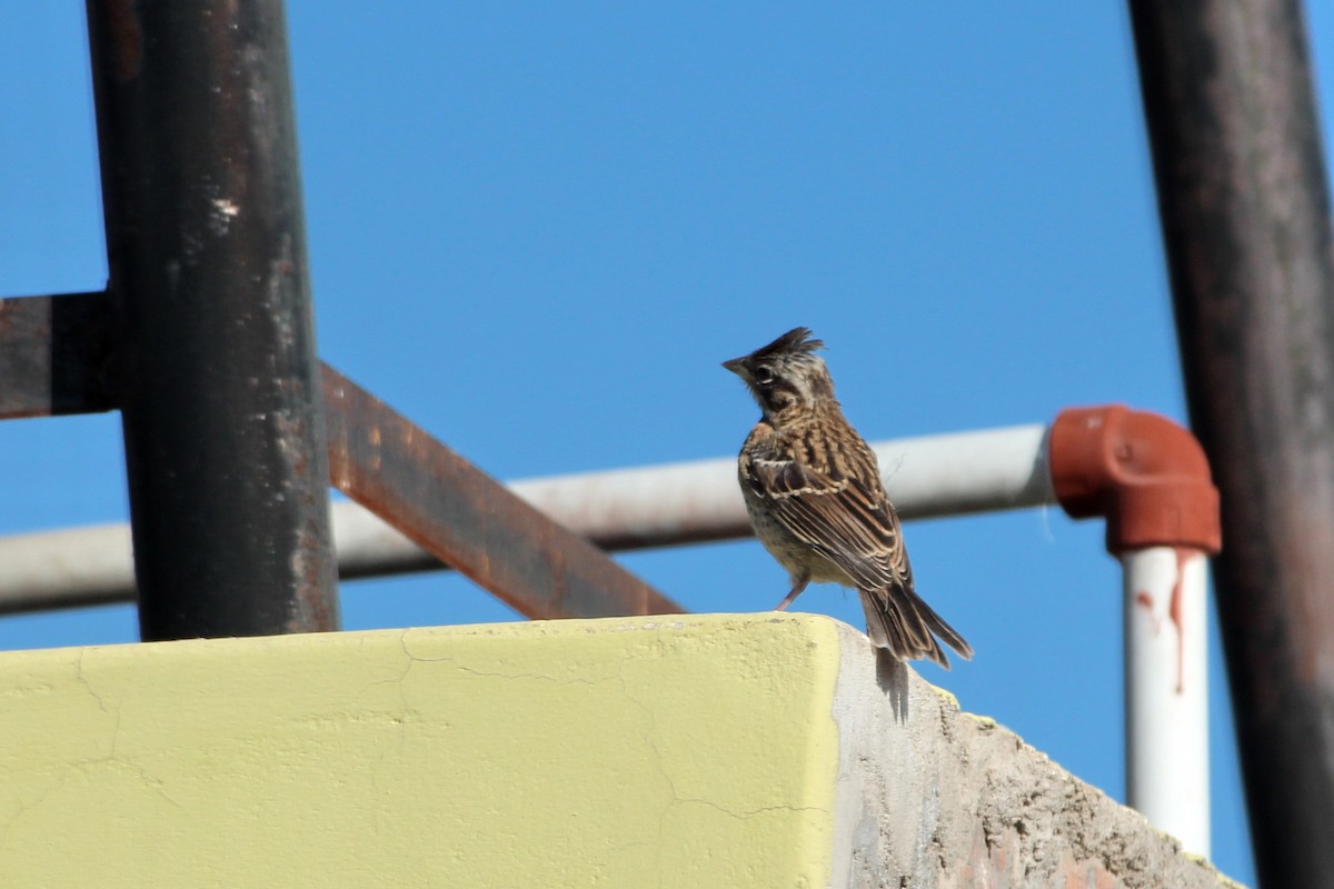 Rufous-collared Sparrow - ML619828544