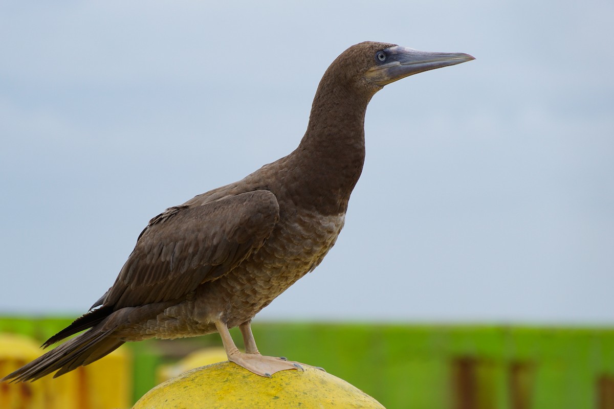 Brown Booby - ML619828549