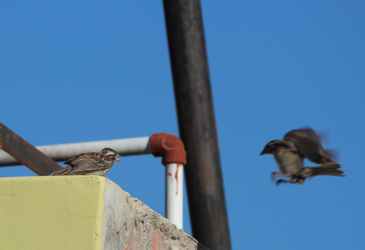 Rufous-collared Sparrow - ML619828551