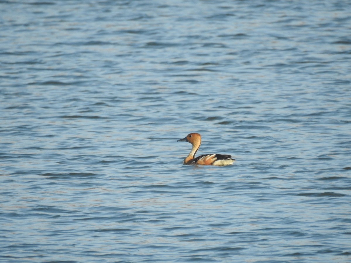Fulvous Whistling-Duck - ML619828552
