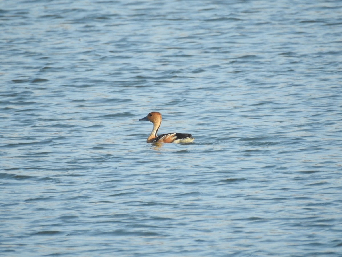 Fulvous Whistling-Duck - ML619828553