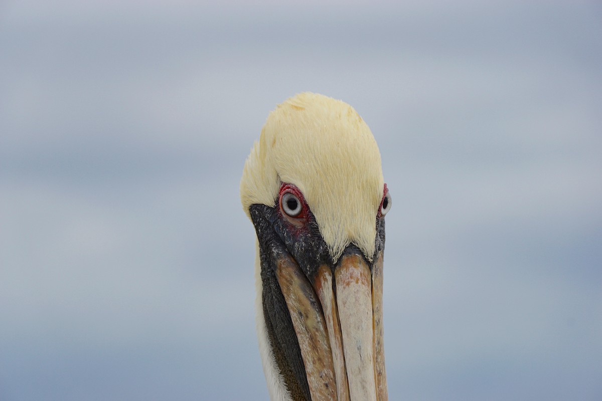 pelikán hnědý - ML619828555