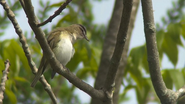 rødøyevireo - ML619828557