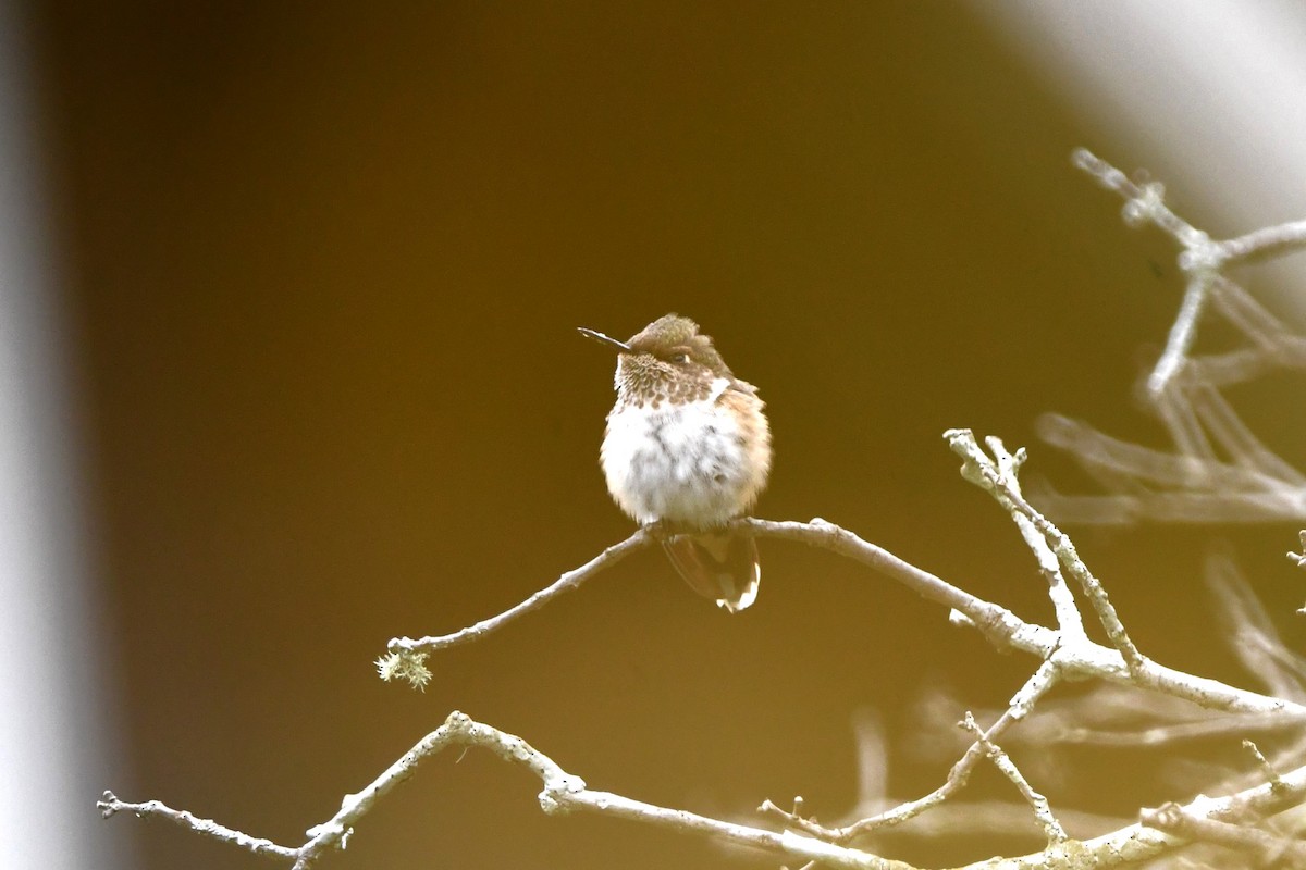 Scintillant Hummingbird - ML619828559