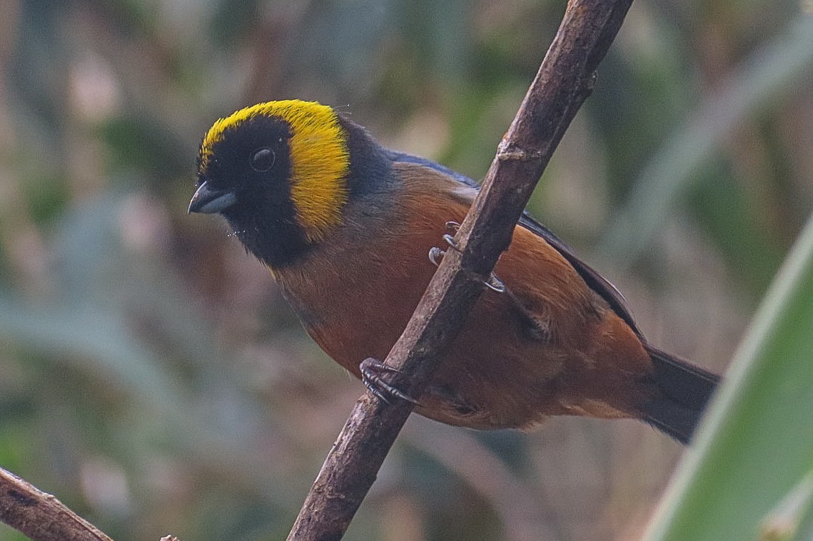 Golden-collared Tanager - ML619828563