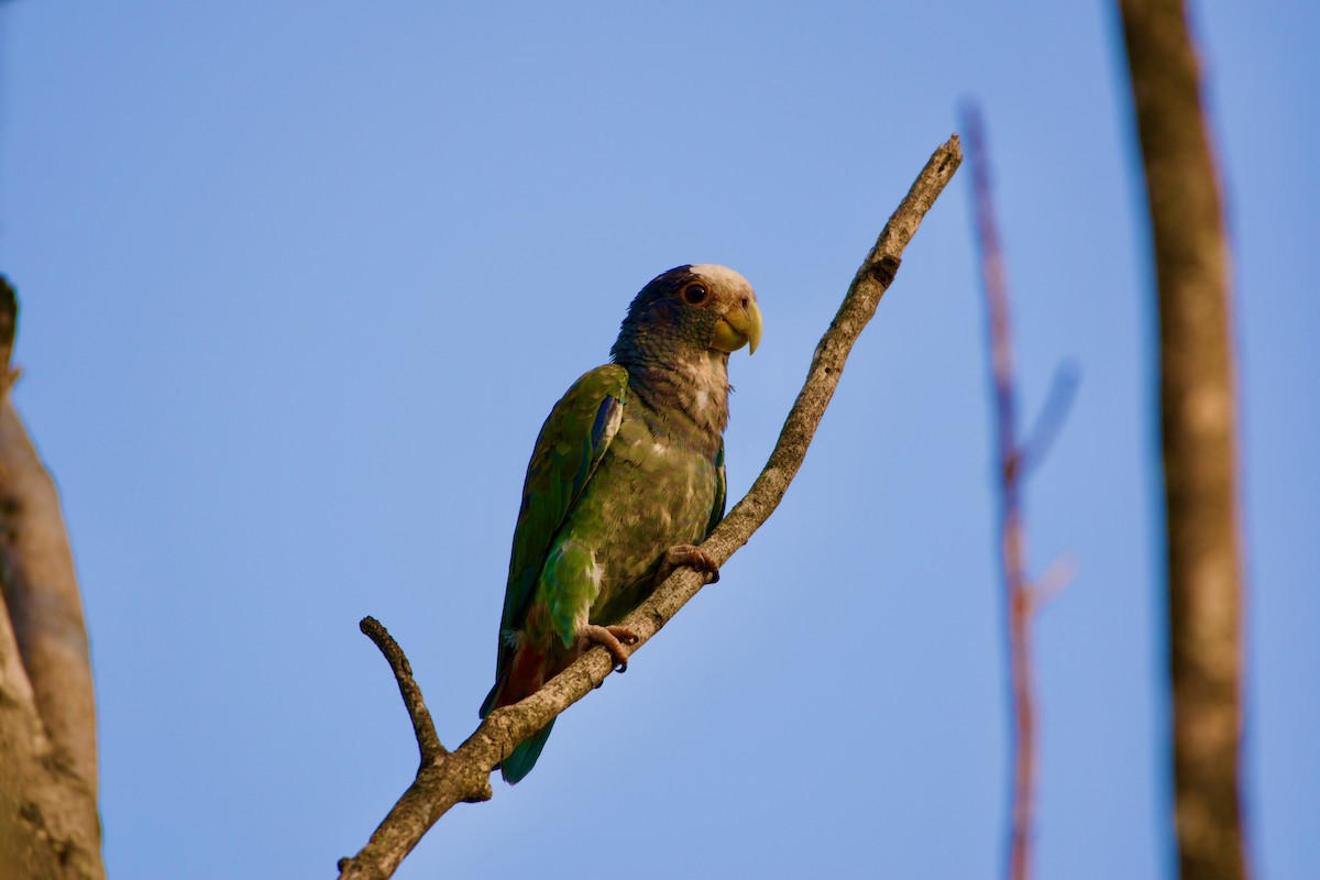 White-crowned Parrot - ML619828566