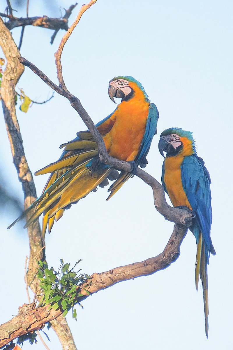 Blue-and-yellow Macaw - ML619828568