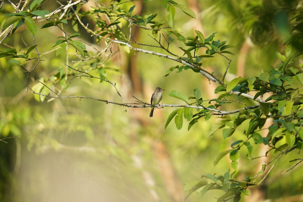 Northern Tropical Pewee - ML619828569