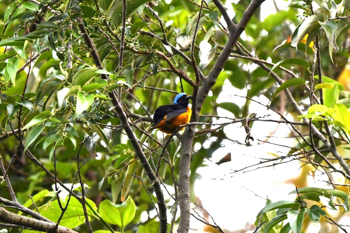 Elegant Euphonia - Dan Bormann