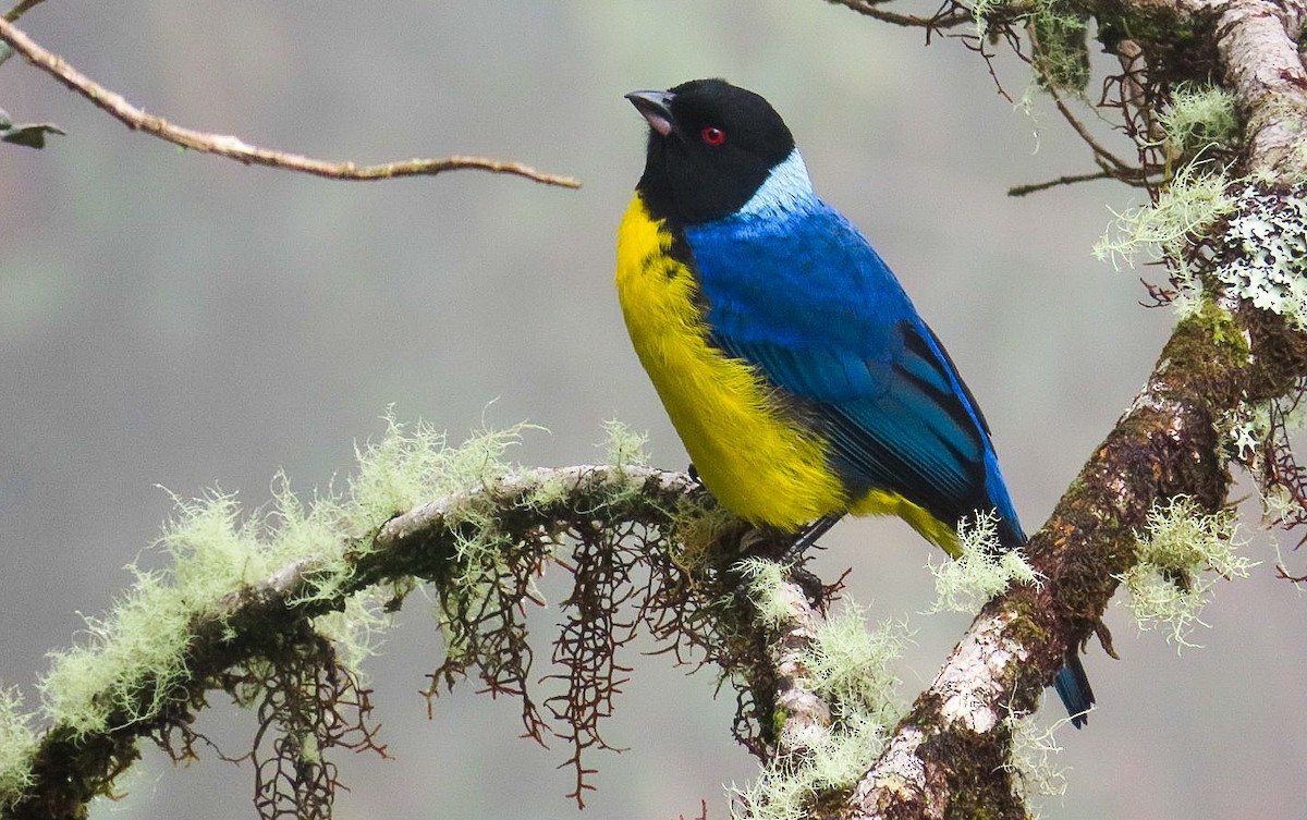 Hooded Mountain Tanager - ML619828575