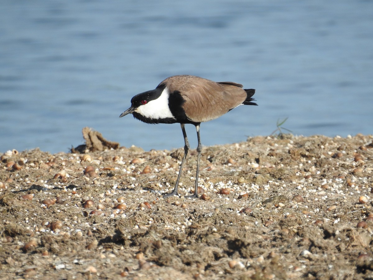 Spur-winged Lapwing - ML619828590