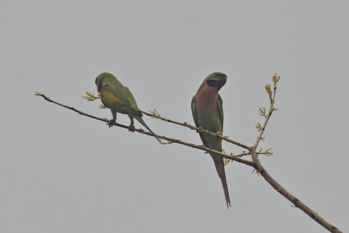 Red-breasted Parakeet - ML619828594