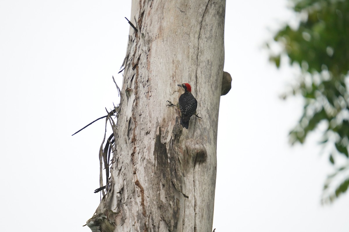 Black-cheeked Woodpecker - ML619828601