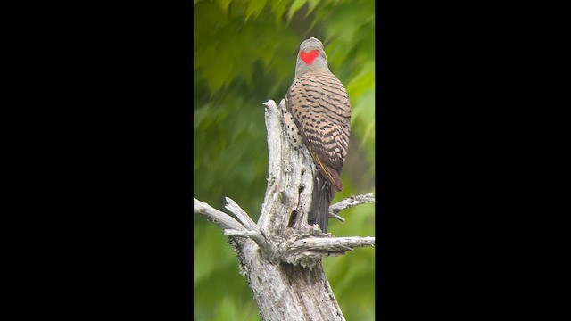 Northern Flicker (Yellow-shafted) - ML619828605