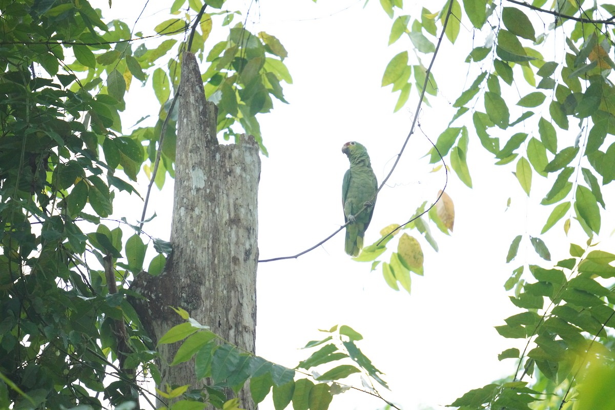 Red-lored Parrot - ML619828606