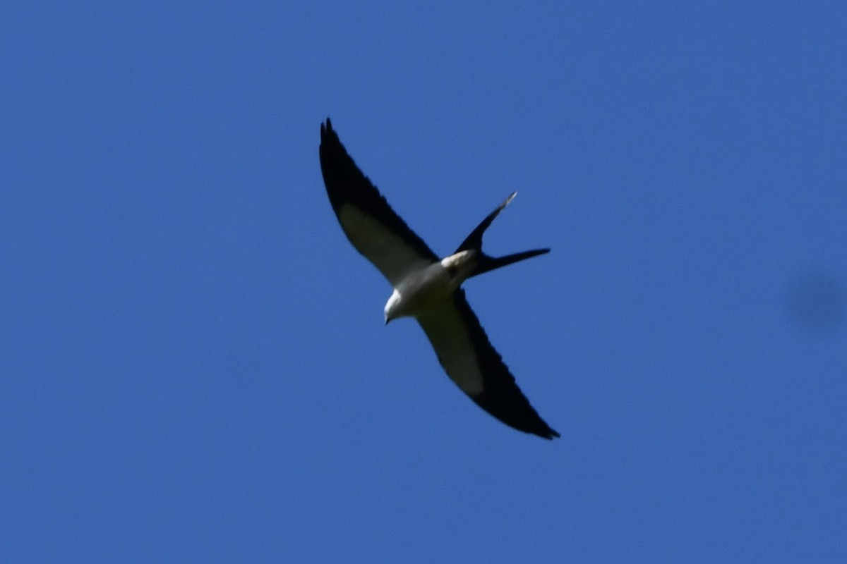 Swallow-tailed Kite - ML619828610