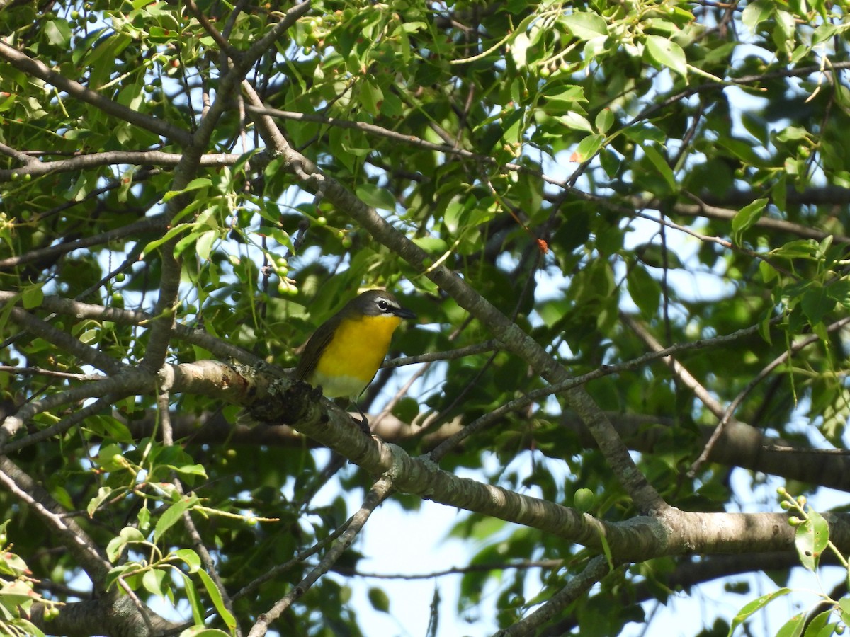 Yellow-breasted Chat - ML619828619