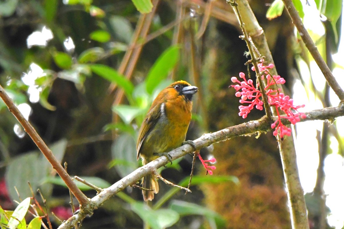 Prong-billed Barbet - ML619828622