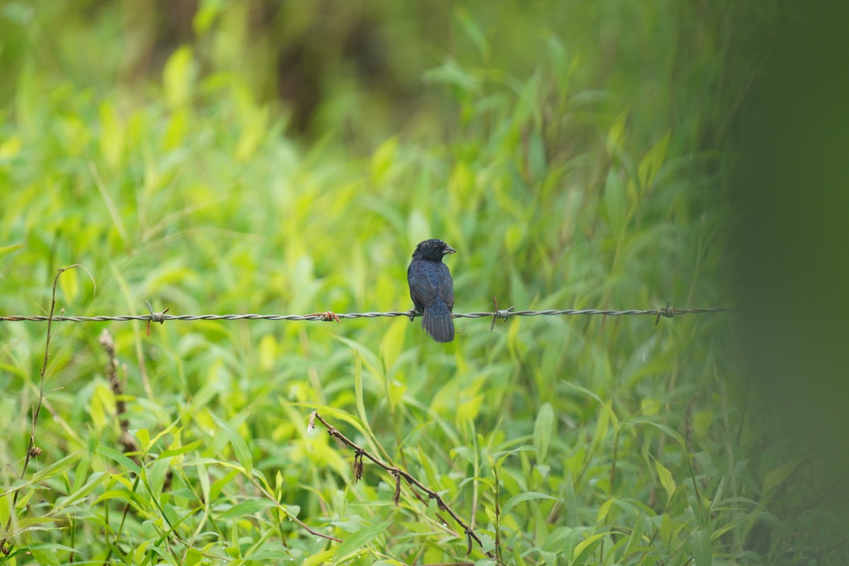 Blue-black Grassquit - ML619828623