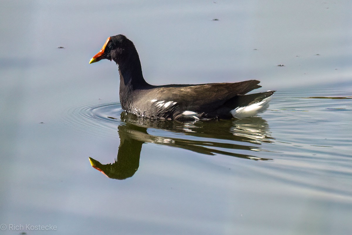 Common Gallinule - ML619828650